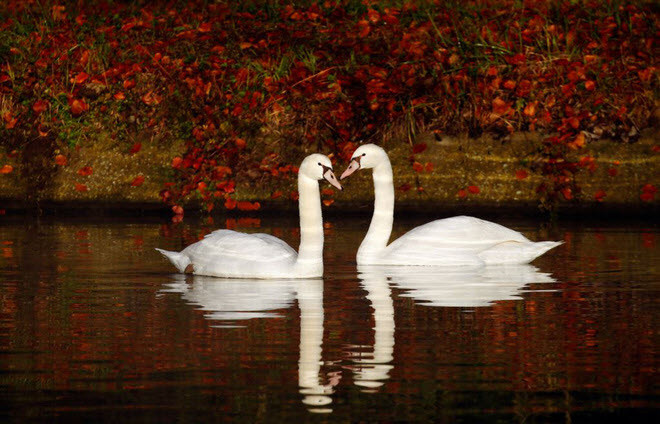 Cặp thiên nga bơi dưới dòng kênh ở thành phố Thun-Leveque, Pháp. (Nguồn Guardian)