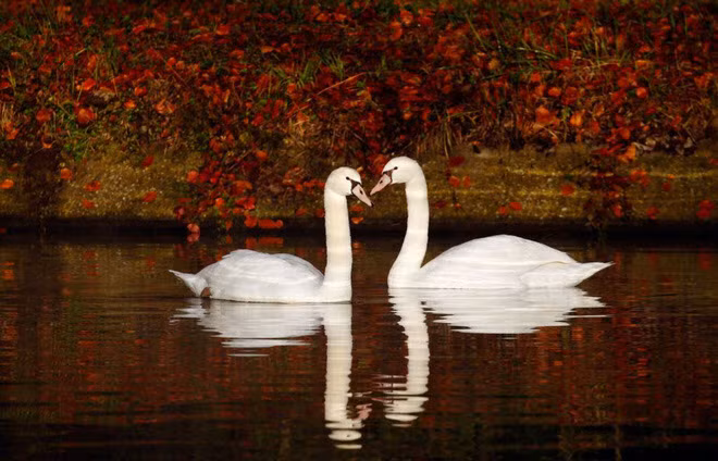 Cặp thiên nga bơi dưới dòng kênh ở thành phố Thun-Leveque, Pháp. (Nguồn Guardian)