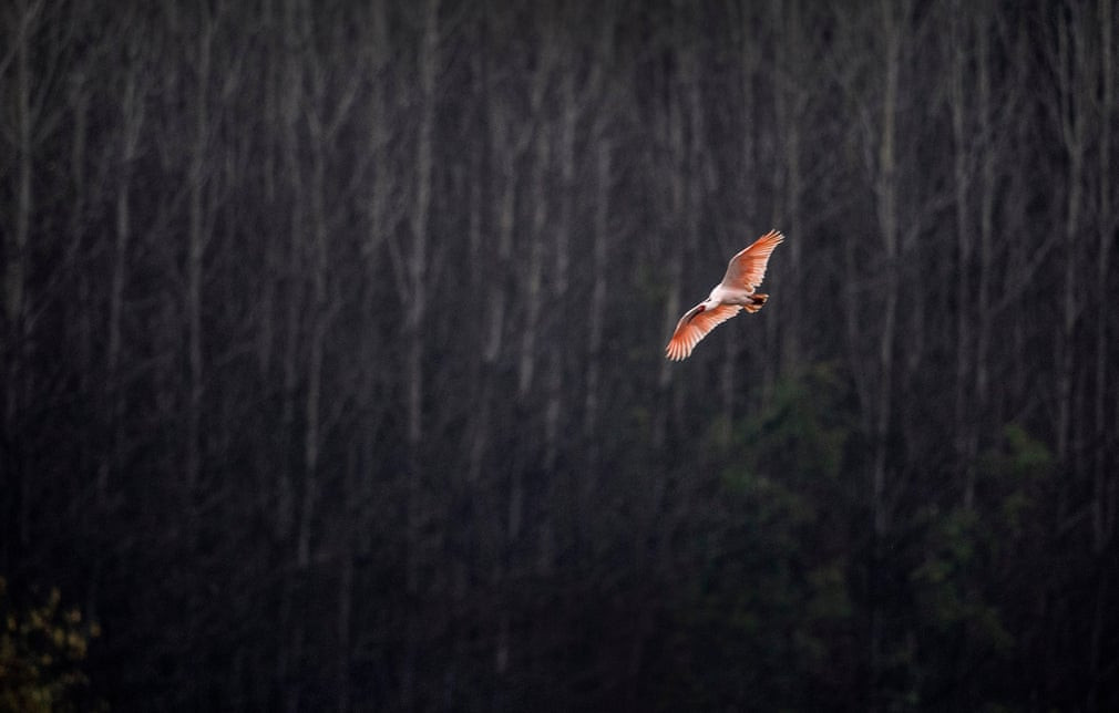 Cò quăm mào Nhật Bản bay trên sông Muma ở tỉnh Thiểm Tây, Trung Quốc. (Nguồn Guardian)