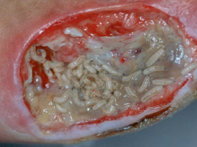 Con vat trong ghe nay lai co gia tri dinh duong cao-Hinh-2