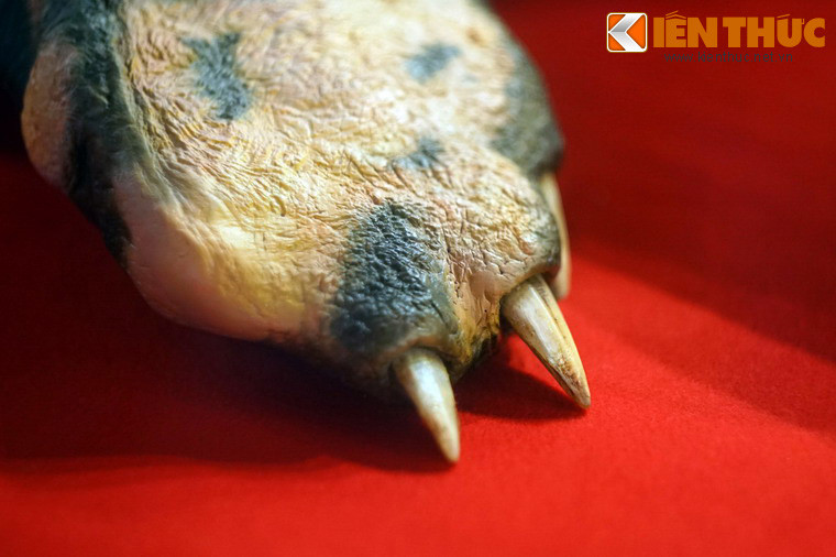 Chân rùa có những chiếc móng dài, nhọn hoắt.