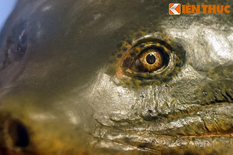 Mắt rùa rất "có hồn".
