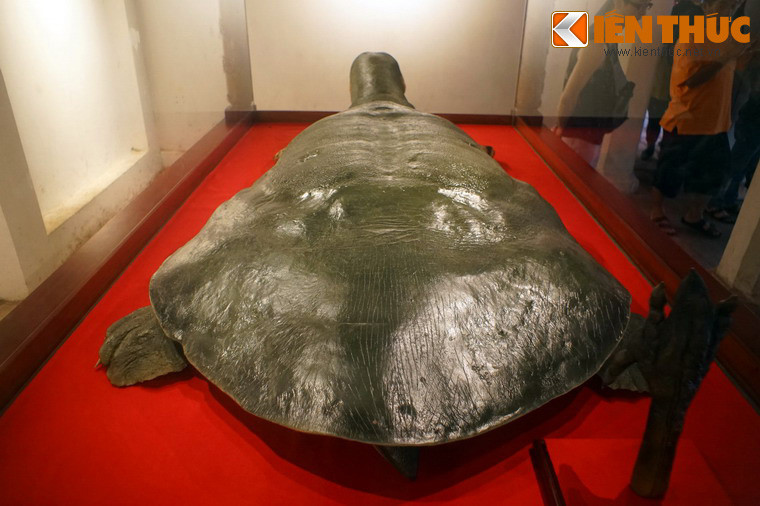 Mai rùa nhìn từ phía sau.