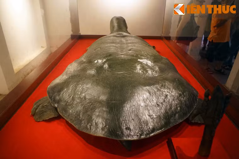 Mai rùa nhìn từ phía sau.