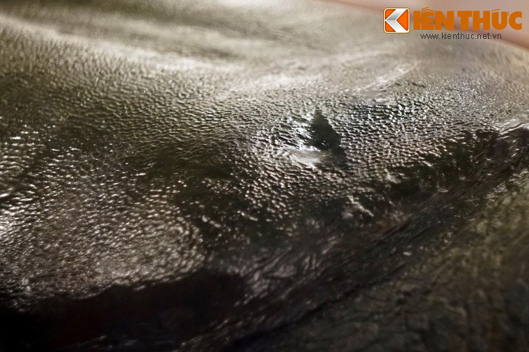 Mai rùa có nhiều vết sẹo.