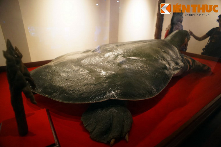 Mai rùa có dáng bẹt như cái nong, nét đặc trưng của các loài rùa mai mềm.