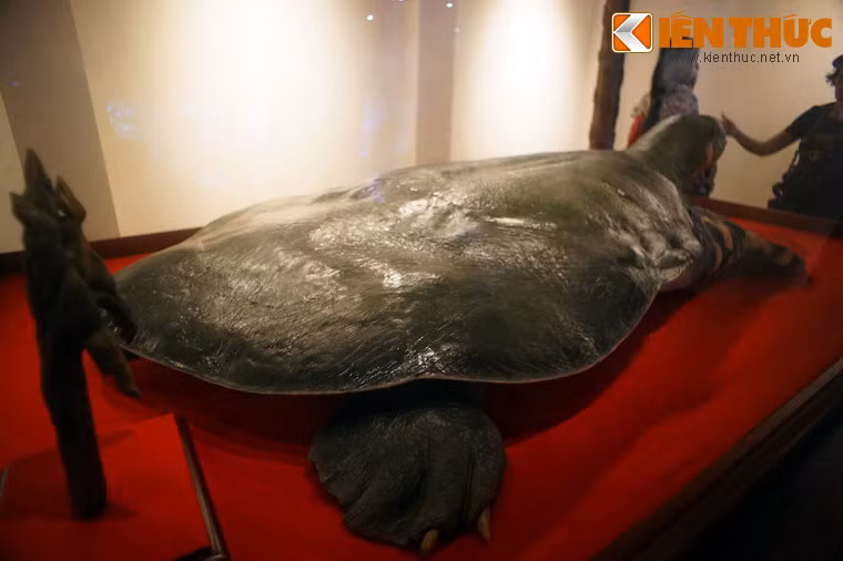 Mai rùa có dáng bẹt như cái nong, nét đặc trưng của các loài rùa mai mềm.