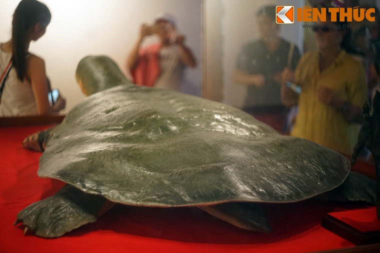 Các chuyên gia cho biết, trong quá trình chế tác, nước và mỡ hòa tan trong tế bào sẽ được hút hết để thay vào đó một loại nhựa đặc biệt thẩm thấu qua các tế bào giúp giữ được nguyên hình dáng cấu trúc.