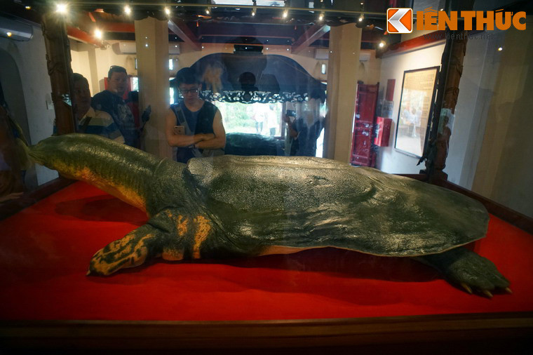 Toàn cảnh tiêu bản rùa hồ Gươm nhìn từ mặt hông.