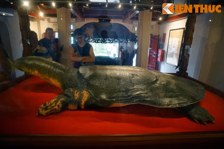 Toàn cảnh tiêu bản rùa hồ Gươm nhìn từ mặt hông.