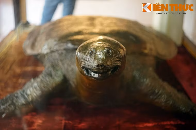 Cận cảnh "cụ" Rùa năm 1967.