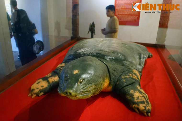 Sau đó, xác "cụ" đã được cơ quan chức năng đưa về Bảo tàng Thiên nhiên (Viện Hàn lâm Khoa học và Công nghệ Việt Nam) để xử lý kỹ thuật, nghiên cứu và bảo quản lâu dài.