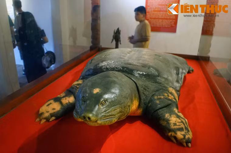 Sau đó, xác "cụ" đã được cơ quan chức năng đưa về Bảo tàng Thiên nhiên (Viện Hàn lâm Khoa học và Công nghệ Việt Nam) để xử lý kỹ thuật, nghiên cứu và bảo quản lâu dài.