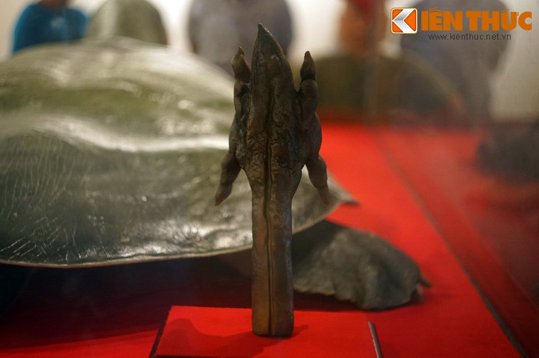 Mặt sau của bộ phận sinh sản.