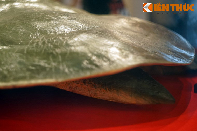 Đuôi rùa dài 35 cm.