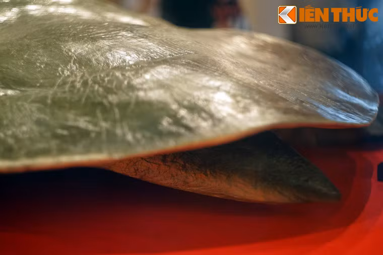 Đuôi rùa dài 35 cm.