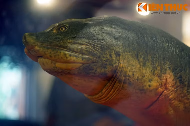 Cổ rùa có những nếp gấp sâu.