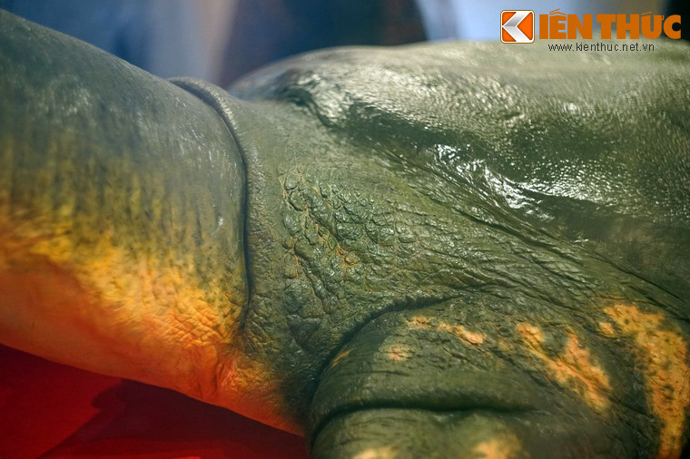 Lớp da sần sùi, nhăn nheo ở nơi tiếp giáp giữa cổ và mai.