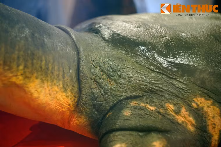 Lớp da sần sùi, nhăn nheo ở nơi tiếp giáp giữa cổ và mai.