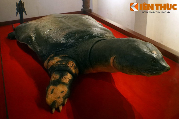 Theo đo đạc, "cụ" dài 2,08 m, ngang 1,08 m, nặng 169 kg. Tuổi cụ chưa xác định được chính xác, nhưng theo phỏng đoán cũng phải trên dưới một thế kỷ.