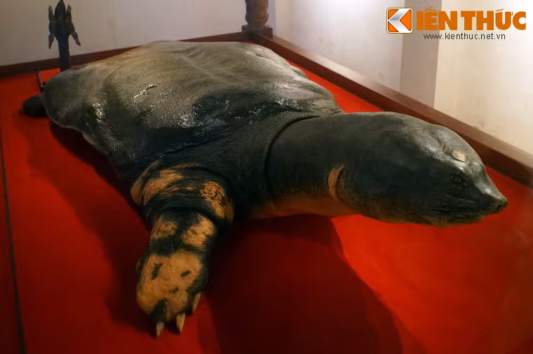 Theo đo đạc, "cụ" dài 2,08 m, ngang 1,08 m, nặng 169 kg. Tuổi cụ chưa xác định được chính xác, nhưng theo phỏng đoán cũng phải trên dưới một thế kỷ.