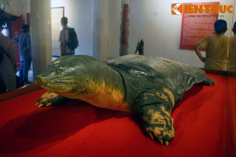 Được các chuyên gia Đức xử lý theo phương pháp nhựa hóa - phương pháp bảo quản mẫu vật tiên tiến nhất thế giới hiện nay - "cụ" Rùa vẫn giữ được dáng vẻ tự nhiên giống như thời còn đang sống.