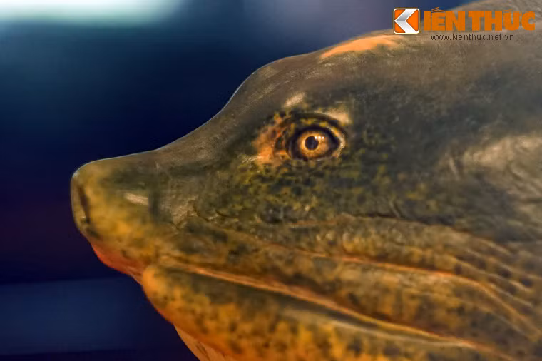 Đầu rùa khi nhìn ngang.