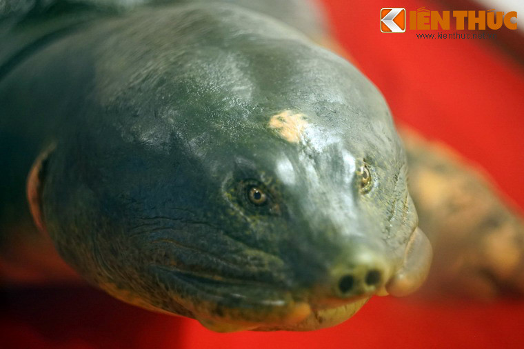 Cận cảnh đầu rùa với đốm trắng nhận dạng quen thuộc.