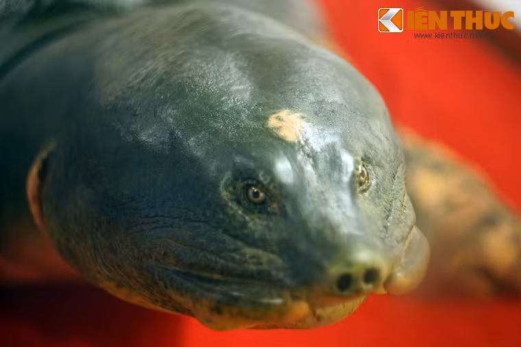 Cận cảnh đầu rùa với đốm trắng nhận dạng quen thuộc.