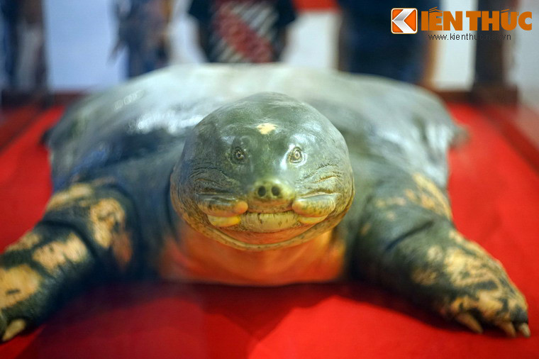 Các chuyên gia quyết định xử lý xác "cụ" Rùa bằng phương pháp nhựa hóa. Phương pháp này không những giúp giữ được nguyên vẹn mẫu vật mà còn giữ được cả xương.