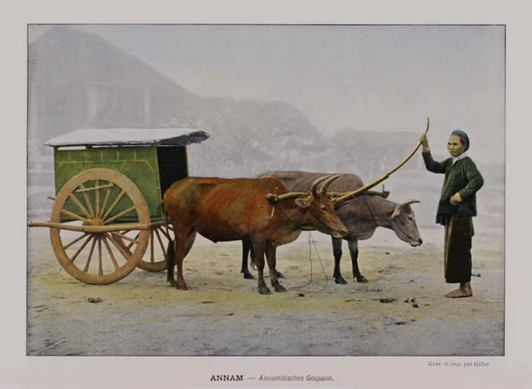 Xe bò kéo ở miền Trung.