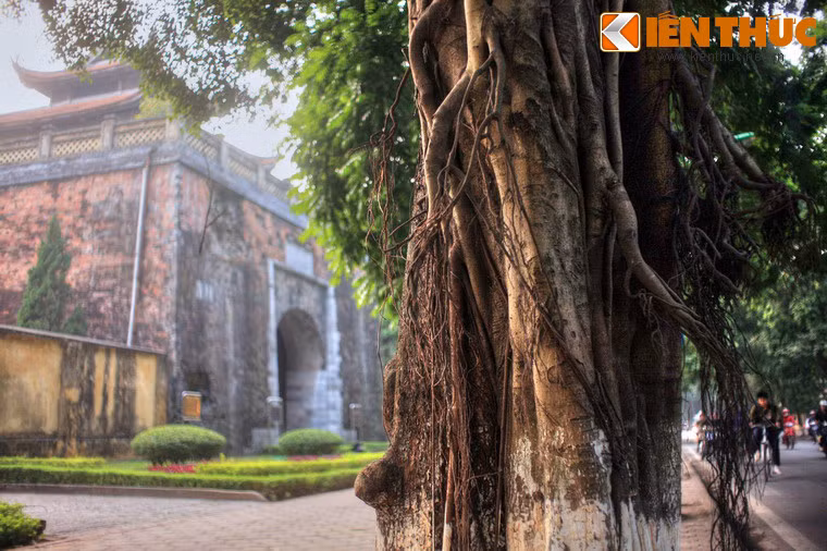 Những thân sấu xù xì theo thời gian, tôn thêm vẻ đẹp của con phố cổ kính với nhiều di tích lịch sử nổi tiếng như Cửa Bắc thành Hà Nội, nhà thờ Cửa Bắc cùng rất nhiều biệt thự trăm tuổi.