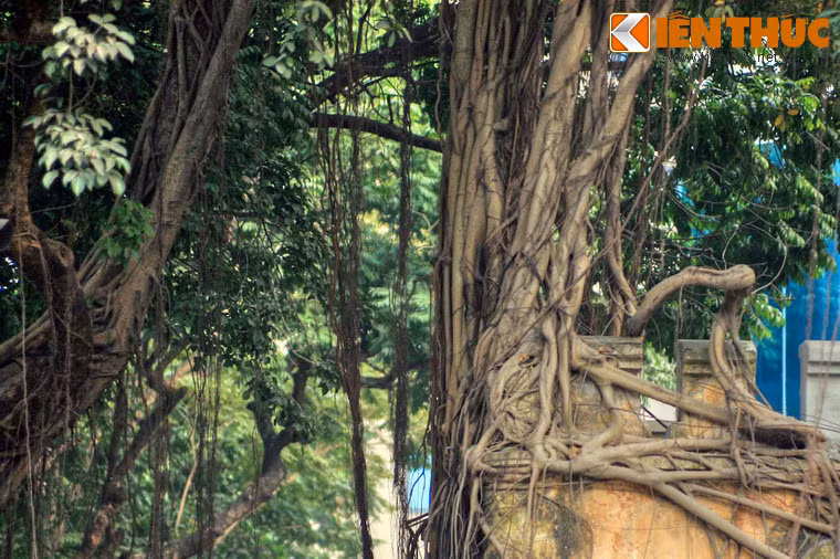 Những cây sấu cổ thụ xòe tán che kín lòng phố, khiến con phố luôn mát rượi, dù là giữa ngày hè oi ả. Tiếng lá cây xào xạc không dứt đem lại cảm giác vô cùng thư thái khi du khách rảo bước trên con phố này.