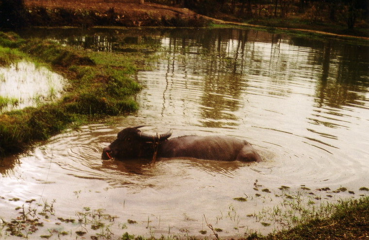 Chú trâu đầm mình dưới ruộng.