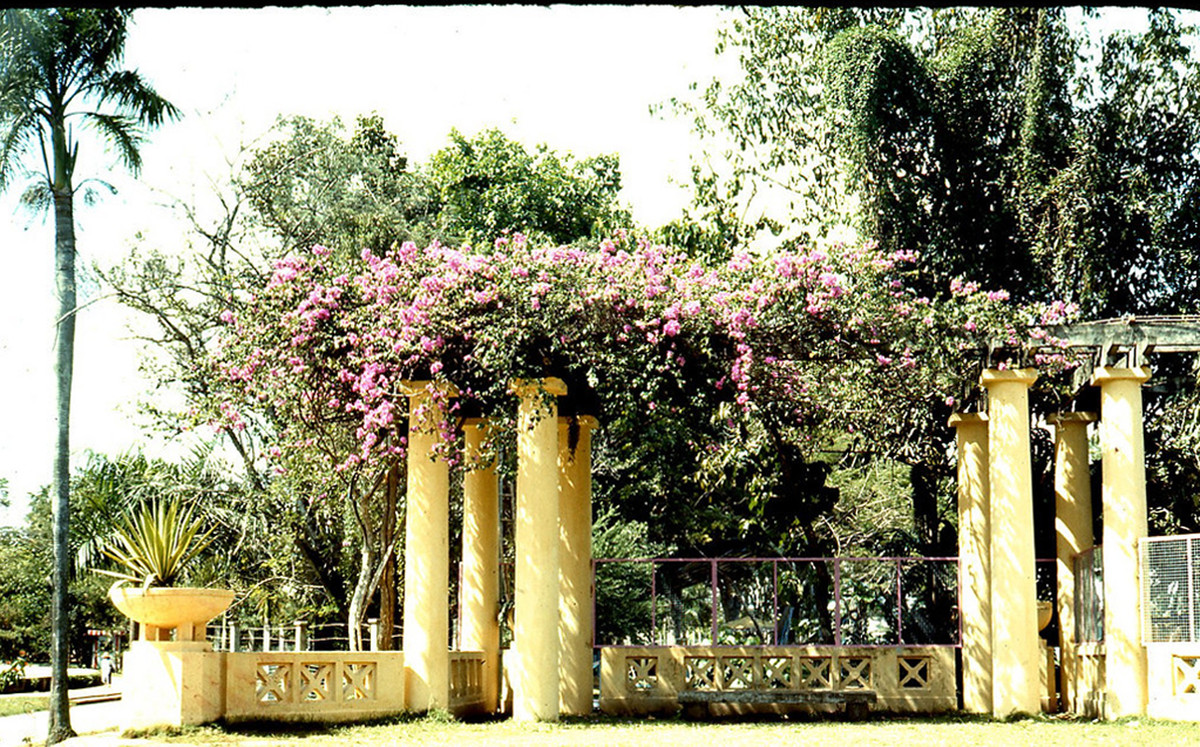 Toàn cảnh giàn hoa rực rỡ.