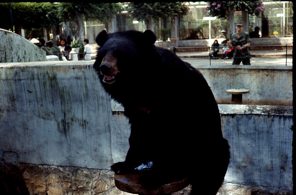 Gấu ngựa leo trèo trong khu chuồng nuôi của mình.