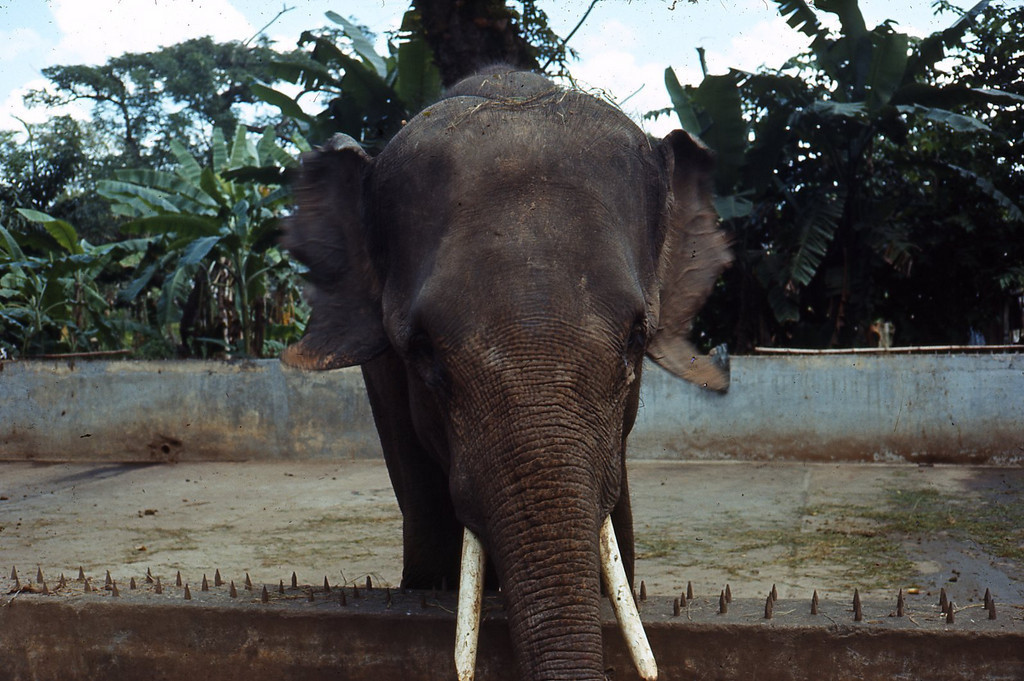 Chú voi trong Thảo Cầm Viên.