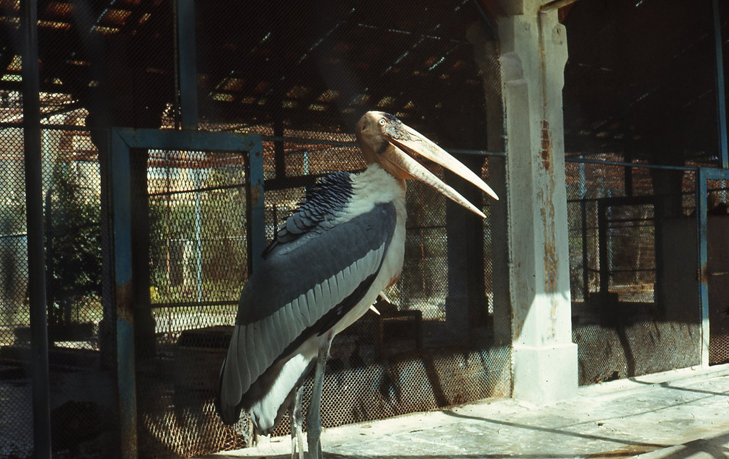 Chuồng nuôi chim già đẫy.