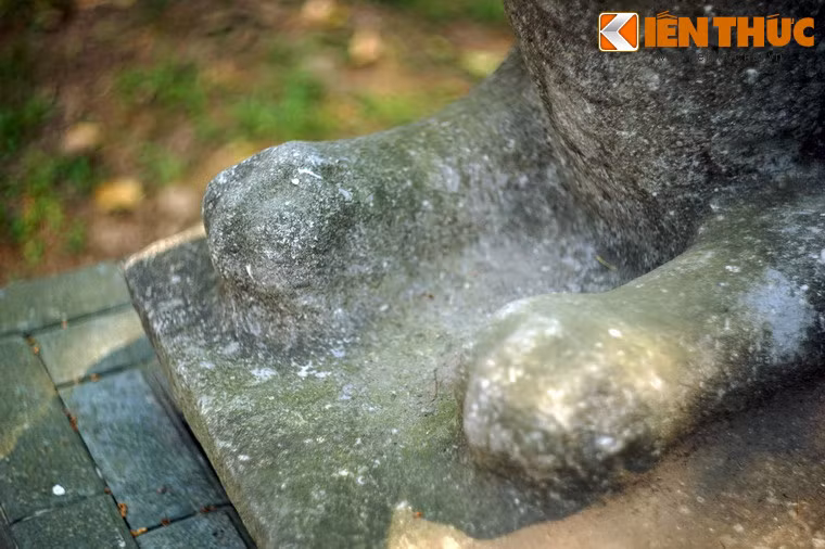 Chân hổ mang nét mềm mại đặc trưng của các con vật thuộc họ nhà mèo.