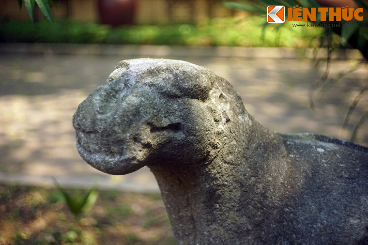 Đầu hổ hơi ngóc lên, mắt hướng về phía trước, đôi tai dỏng lên như đón nghe một tiếng động nào vọng từ nơi xa thẳm.