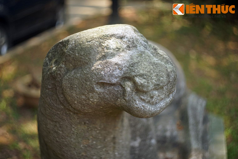 Hàm răng hổ nhe ra, đổ lộ cặp nanh dài sắc nhọn.