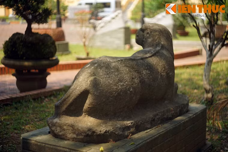 Lưng hổ uốn cong uyển chuyển, gợi lên cảm giác về sự mềm mượt của bộ lông.