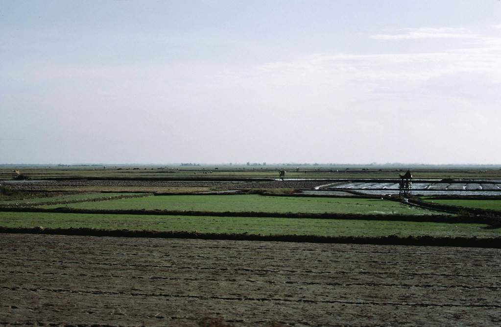 Đồng lúa ven Quốc lộ 1, Tây Nam sân bay Phú Bài.