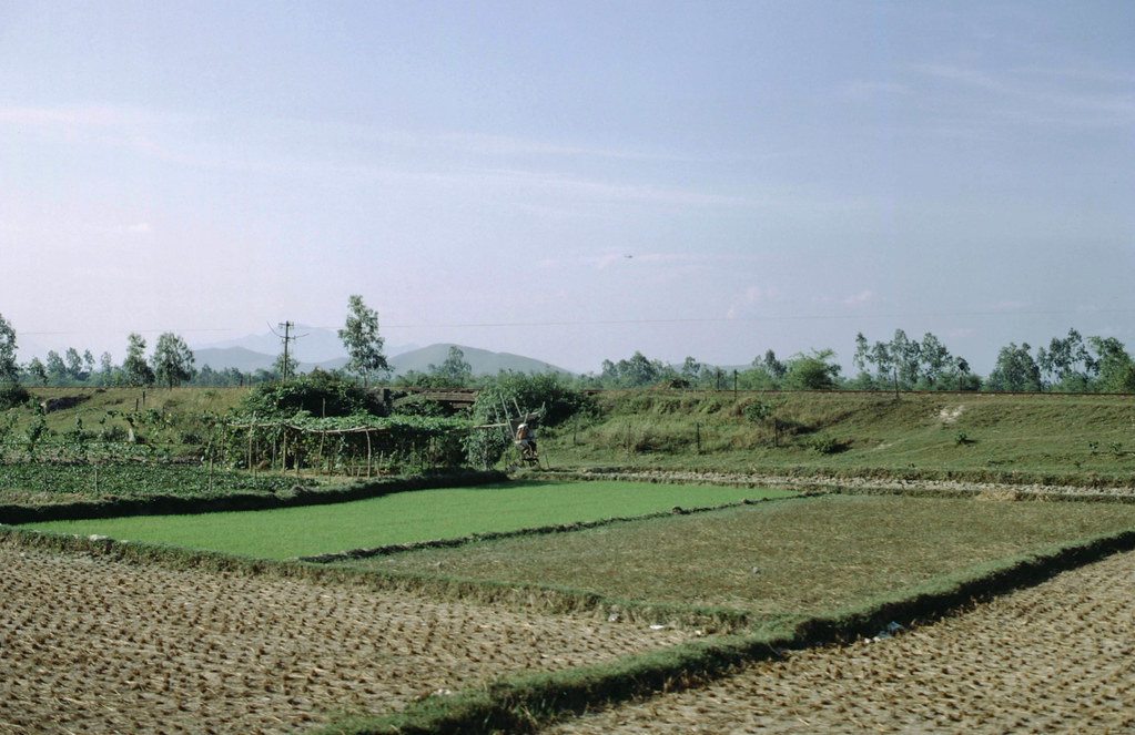 Đồng lúa ven Quốc lộ 1, Tây Nam sân bay Phú Bài.