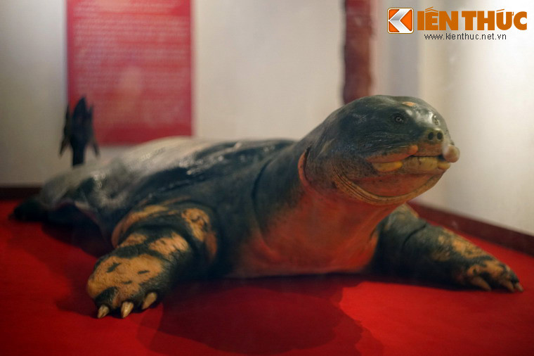 Tiêu bản rùa Hồ Gươm (mất năm 2016) ở đền Ngọc Sơn, Hà Nội. Việc người Việt "yêu rùa" có thể coi là một hình thức của tín ngưỡng thờ vật tổ được lưu truyền từ đời này qua đời khác, chỉ có thể tiệm cận dưới góc độ tín ngưỡng chứ không thể lý giải bằng sự lạnh lùng của khoa học...