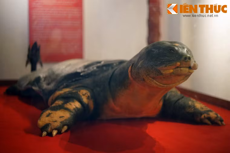 Tiêu bản rùa Hồ Gươm (mất năm 2016) ở đền Ngọc Sơn, Hà Nội. Việc người Việt "yêu rùa" có thể coi là một hình thức của tín ngưỡng thờ vật tổ được lưu truyền từ đời này qua đời khác, chỉ có thể tiệm cận dưới góc độ tín ngưỡng chứ không thể lý giải bằng sự lạnh lùng của khoa học...