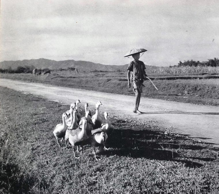 Cậu bé chăn ngỗng, miền Bắc Việt Nam.