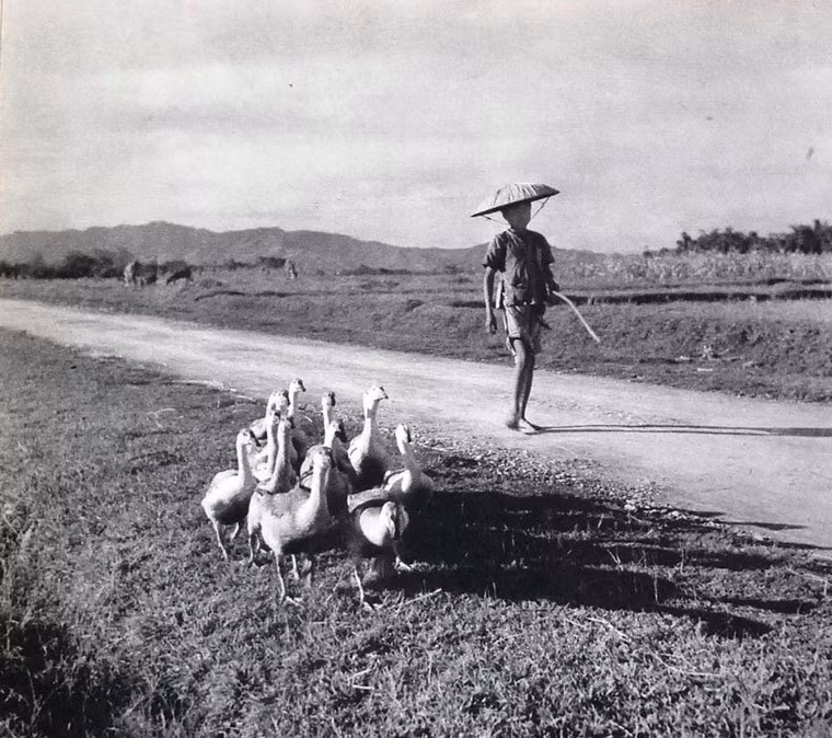 Cậu bé chăn ngỗng, miền Bắc Việt Nam.