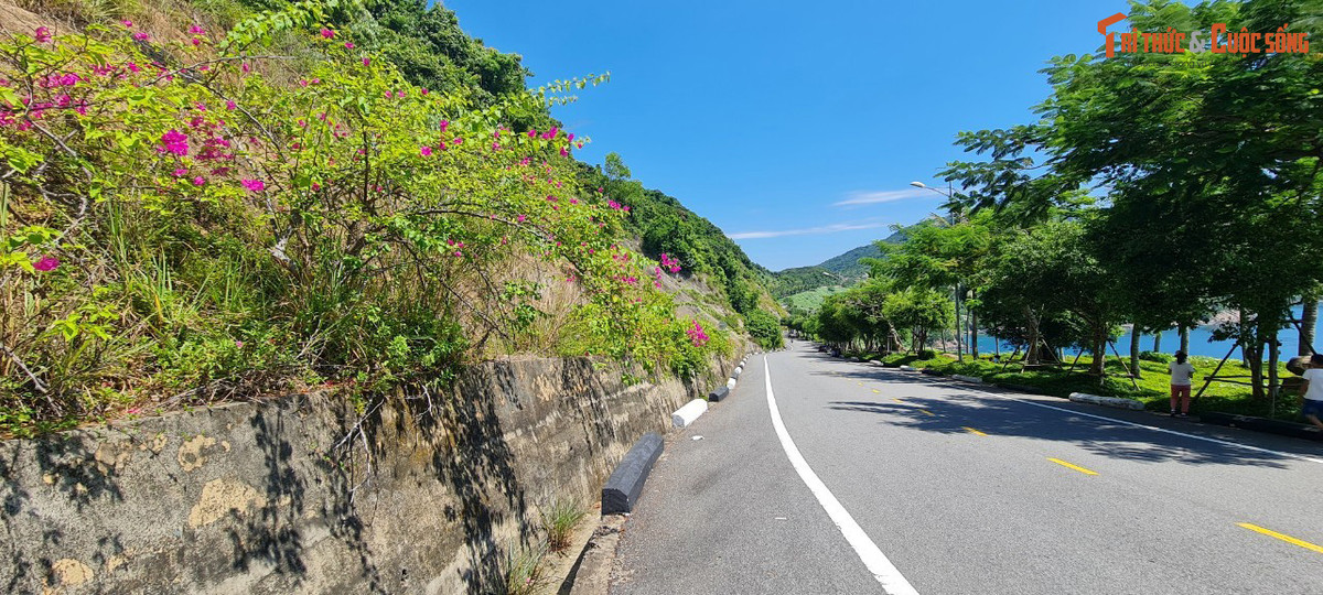 Dù không phải là mùa hoa giấy nở rộ, nhưng những cung đường hoa giấy trên bán đảo Sơn Trà vẫn là một điểm thu hút các bạn trẻ đến check in mỗi ngày.