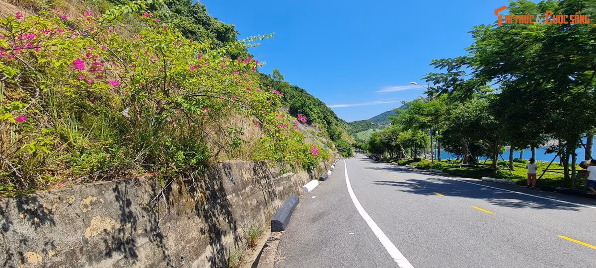 Dù không phải là mùa hoa giấy nở rộ, nhưng những cung đường hoa giấy trên bán đảo Sơn Trà vẫn là một điểm thu hút các bạn trẻ đến check in mỗi ngày.